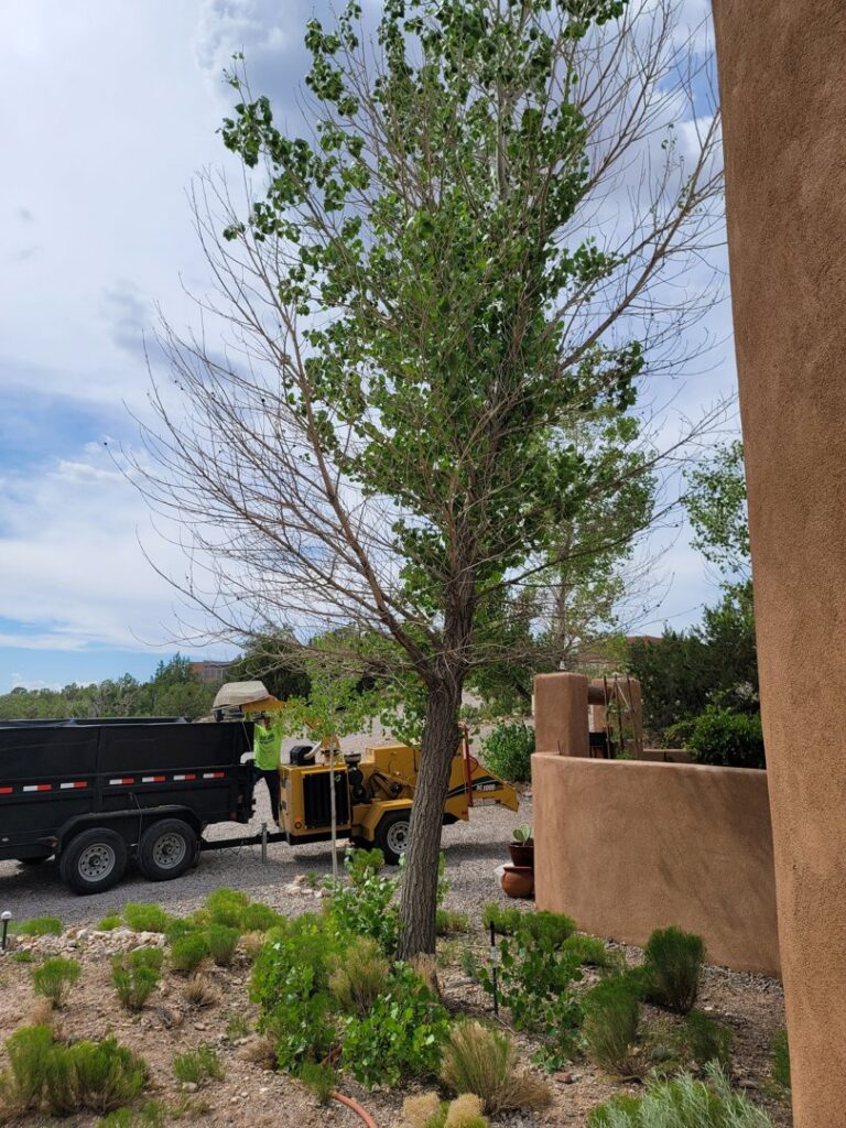 A worker operating a wood chipper to process tree debris for InnovationTree Specialist in Rio Rancho, NM.