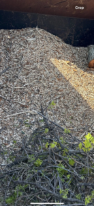 A pile of wood chips and green brush, ready for disposal after tree services by Arbor Management Services in Shreveport, LA.