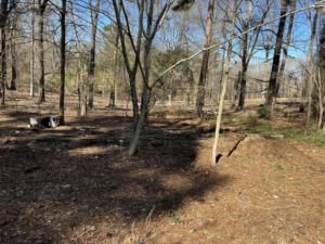 A wooded area with scattered debris and junk on the ground, ready for cleanup by Tote Junk Removal & Demo, LLC in Monroe, LA.
