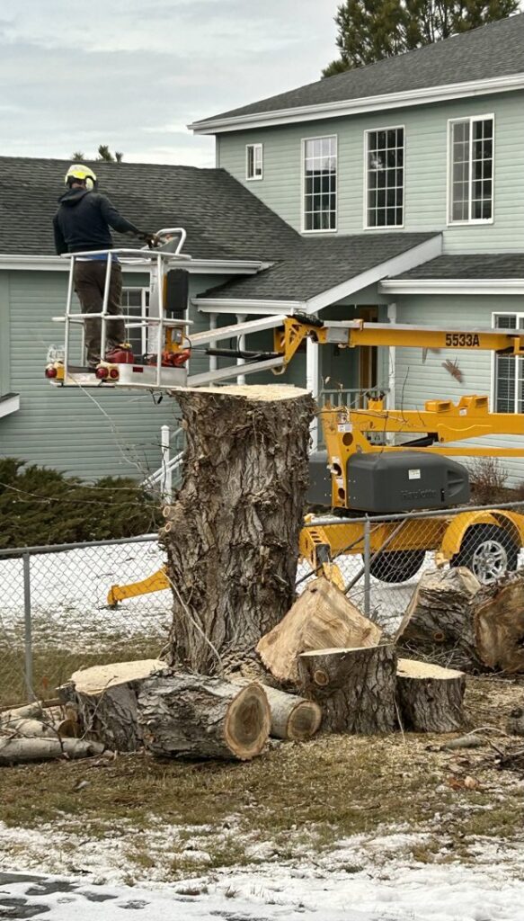 A worker in a boom lift basket near a large tree stump, likely for removal or cleanup by PJ's Tree Service in Missoula, MT.