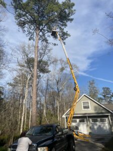 A worker in a boom lift trimming a tall pine tree next to a house by Tates Tree Service in Shalimar, FL.