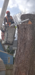 A worker in a bucket lift using a chainsaw for tree removal at WoodChuck Tree Service in Rochester, NY.
