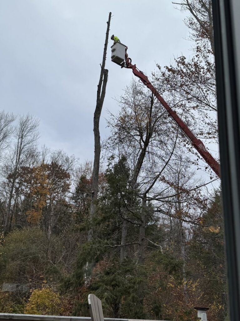 A Collins Tree Service, Inc. worker in a bucket lift actively cutting down a tall tree in Hooksett, NH.