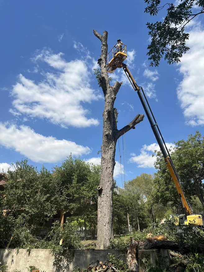 A worker in a bucket lift actively pruning a tall tree, demonstrating professional tree service by Manuel's Tree Service in San Antonio, TX