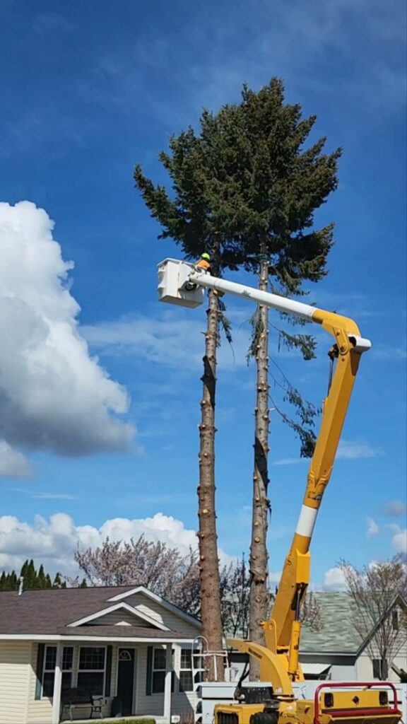 A worker in a bucket lift performing tree removal on a tall evergreen for D&R Tree Service in Lewiston, ID.