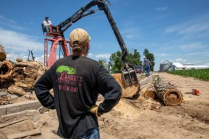 A worker in a bucket lift, wearing a company shirt, overseeing tree removal and cleanup by Langley's Tree Specialist in Greeley, CO.