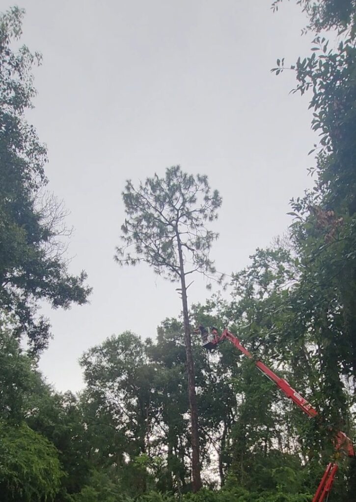 A worker in a bucket lift performing tree trimming services by 904tree.com in Jacksonville, FL.
