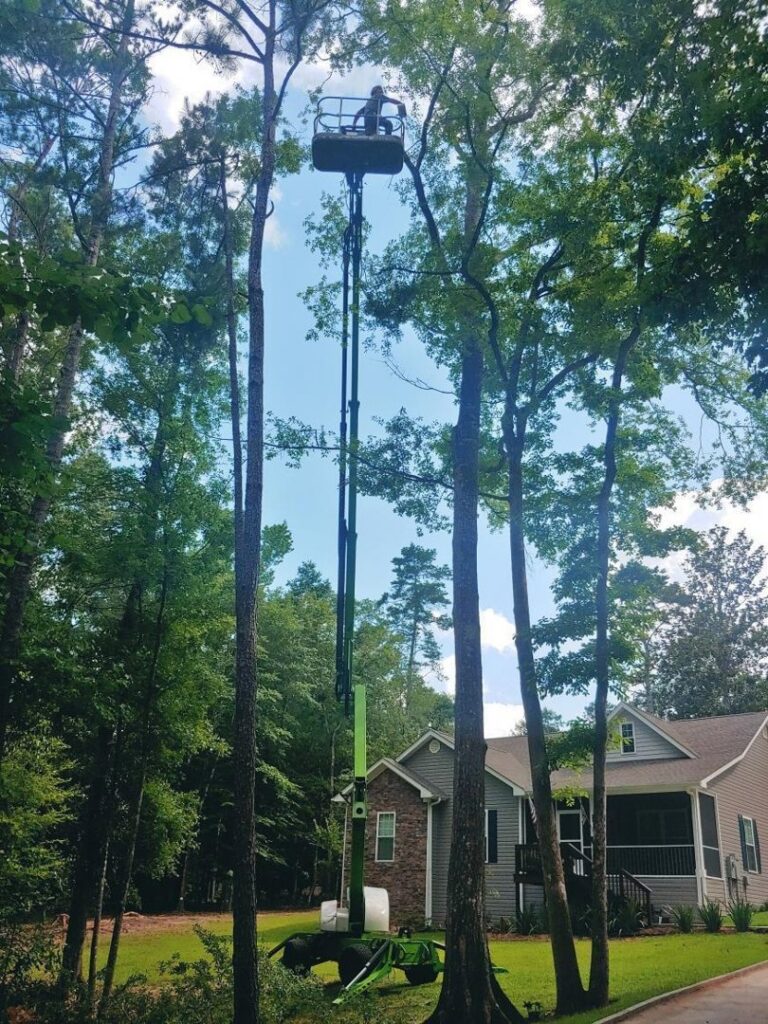 A worker in a bucket lift performing tree trimming services high up in a tree for Abbott Tree removal in Tallahassee, FL.
