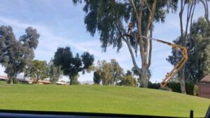 A worker in a bucket lift performing tree trimming services on a large tree for Arizona Yard Maintenance in Apache Junction, AZ.
