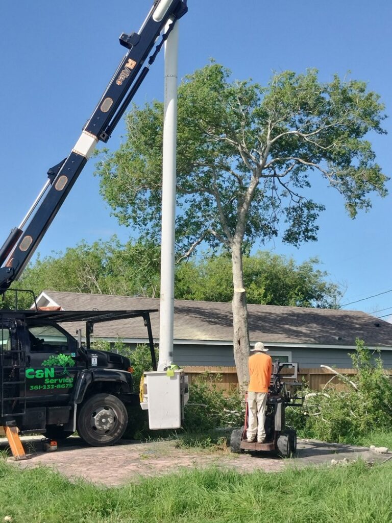 A worker in a bucket lift trimming a tree, with ground crew and equipment, by C & N Tree Service in Corpus Christi, TX.