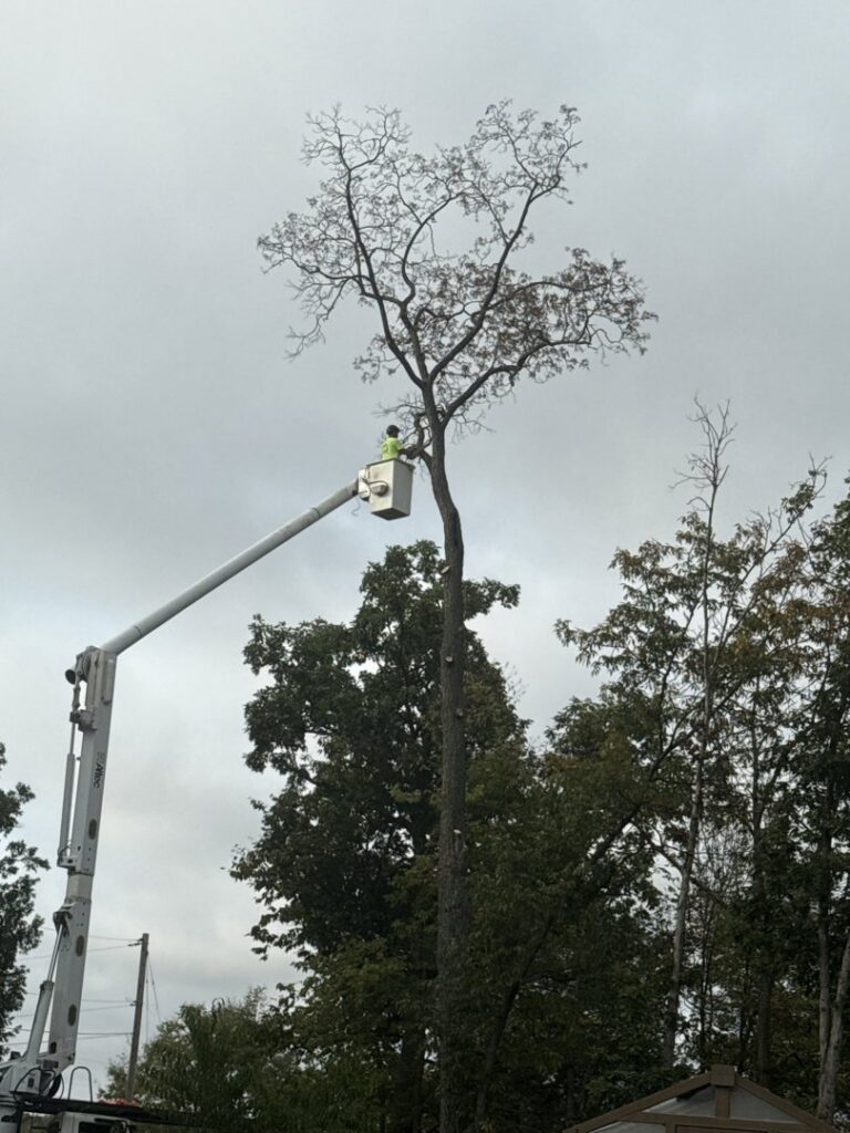 A worker in a bucket lift performing tree trimming and removal services for Clearview Tree and Landscaping Services in Martinsburg, WV.