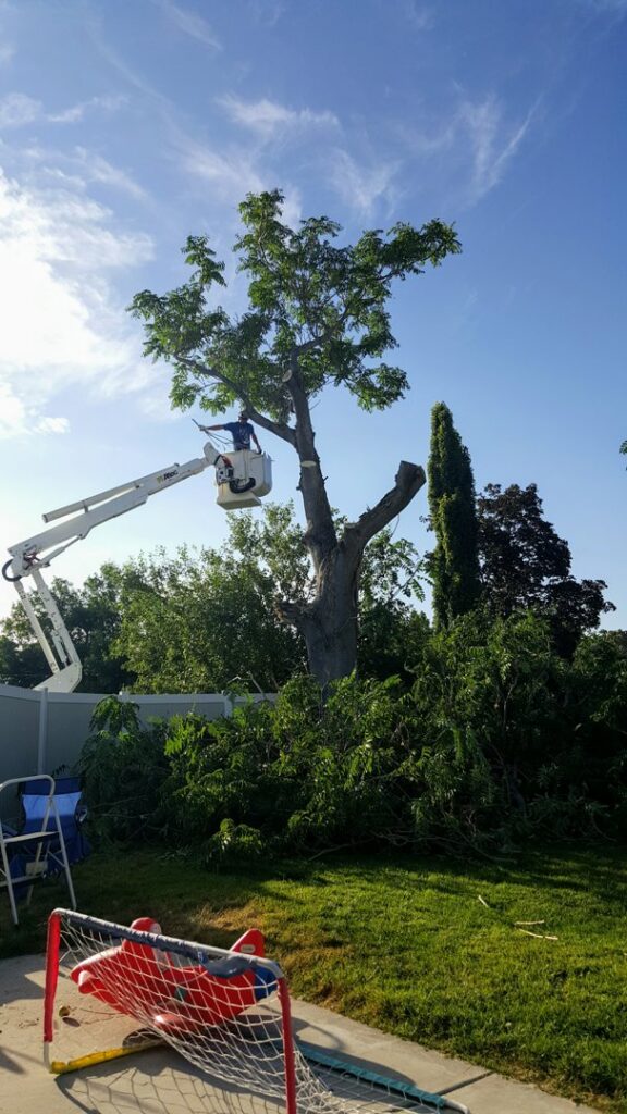 A worker in a bucket lift trimming a large tree, with cut branches on the ground, by Golden Tree Service in Provo, UT.