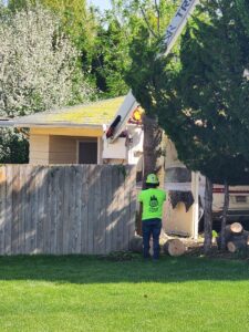 A worker in a bucket lift trimming a tree near a residential home, with another worker on the ground for D&R Tree Service in Lewiston, ID.