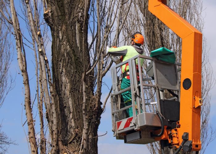 A worker in a bucket lift trimming branches from a tall tree for Rhode Island Tree Removal in Providence, RI.