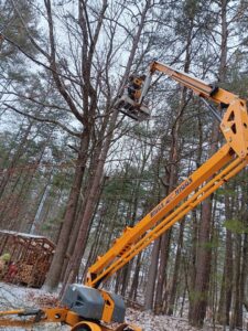 A tree service worker in a bucket lift, actively trimming a tree in a wooded area, provided by S&D Tree Service LLC in Schenectady, NY.