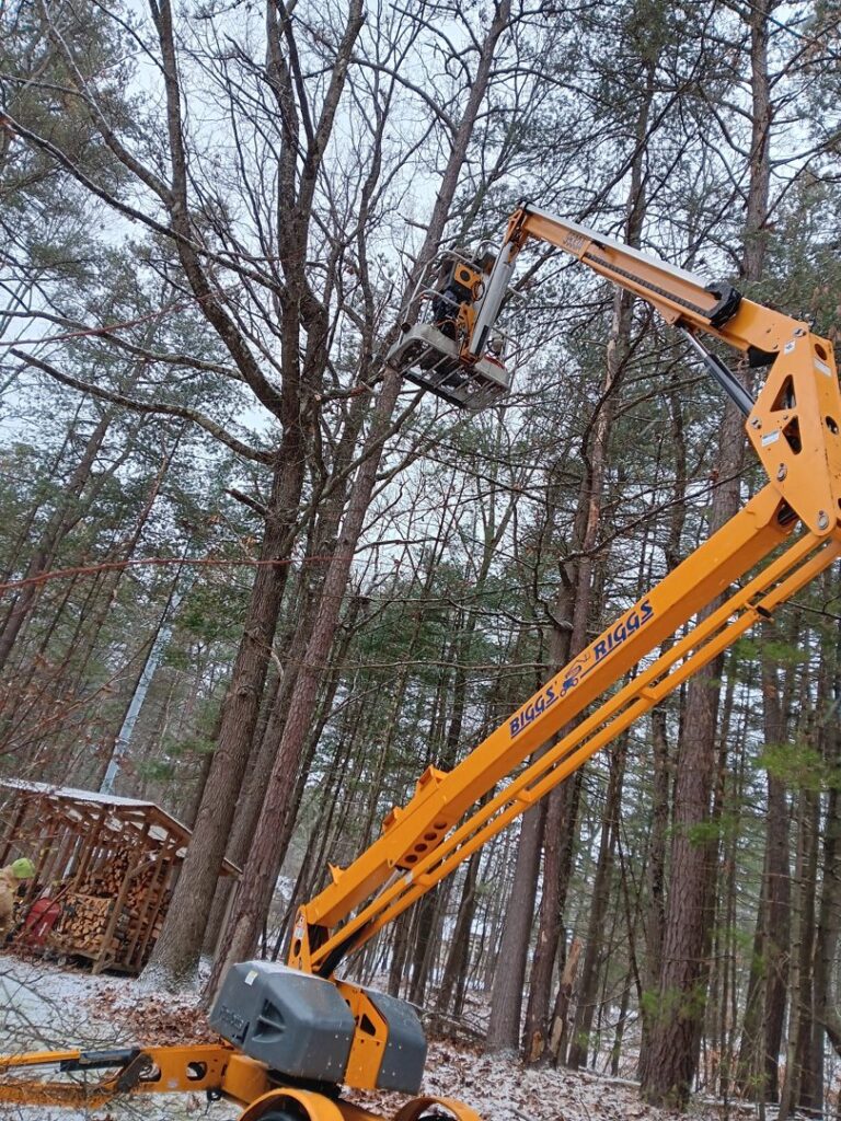 A tree service worker in a bucket lift, actively trimming a tree in a wooded area, provided by S&D Tree Service LLC in Schenectady, NY.