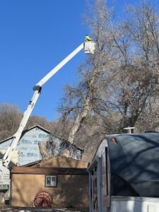 A worker in a bucket lift trimming branches from a tall tree for All Wood's Tree Service in Ogden, UT.