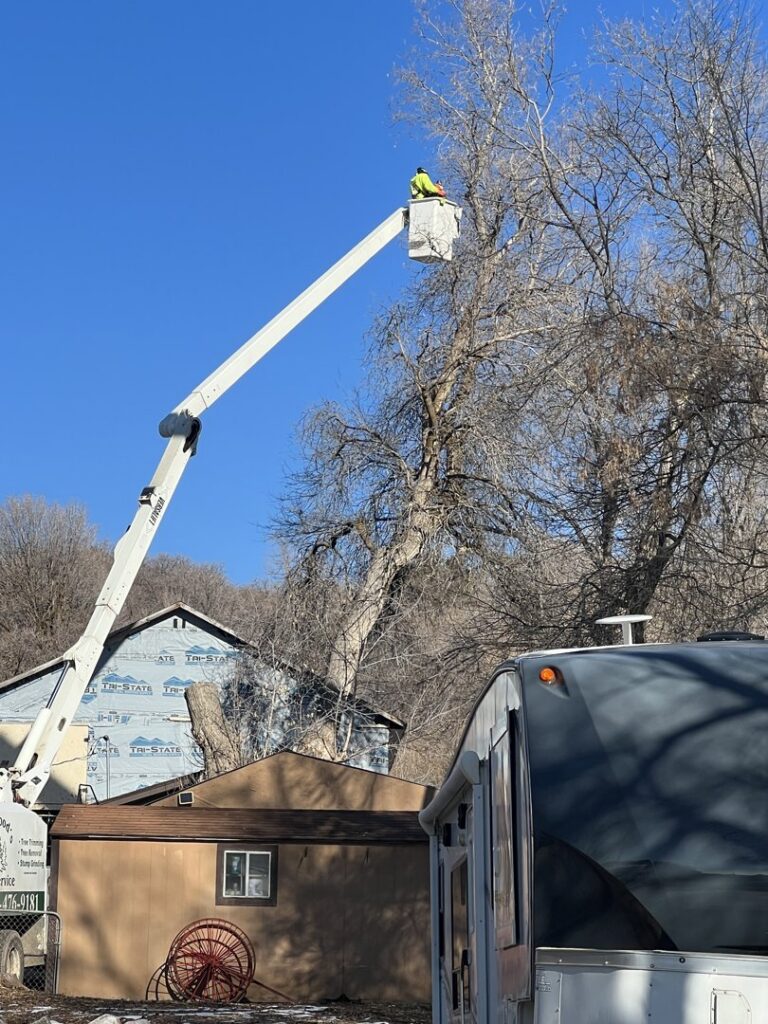A worker in a bucket lift trimming branches from a tall tree for All Wood's Tree Service in Ogden, UT.