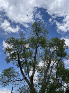 A tree service worker in a bucket lift trimming branches from a large, leafy tree for Langley's Tree Specialist in Greeley, CO.