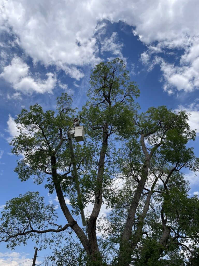 A tree service worker in a bucket lift trimming branches from a large, leafy tree for Langley's Tree Specialist in Greeley, CO.