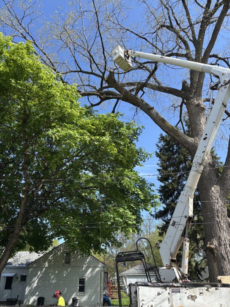 A tree service worker in a bucket truck performing tree removal for Cassidy & Co. Tree Service in Detroit, MI.