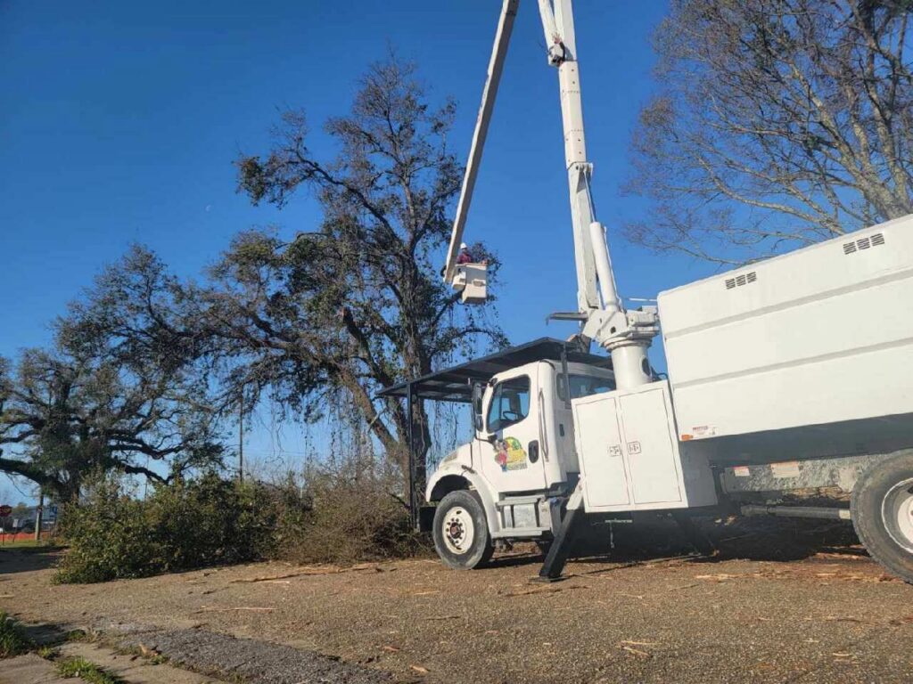 A worker in a bucket truck performing tree trimming services for Timber Tree Service Incorporated in Theodore, AL.