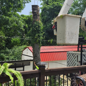 A skilled worker in a bucket truck performing tree trimming services for Wallace Tree Service in Russellville, AL.