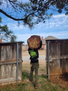 A worker from S & M Tree Service, LLC carrying a large log through a gate after tree removal in Edmond, OK.