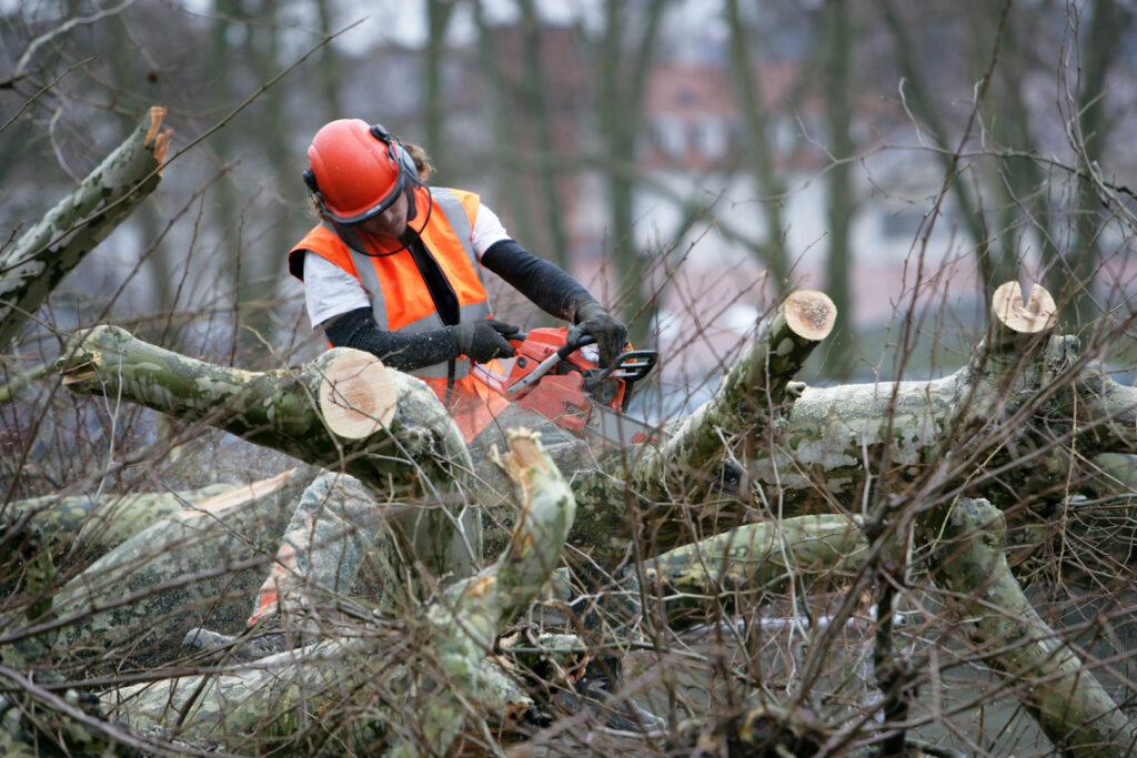 A tree service worker in safety gear using a chainsaw to cut large branches on the ground for Alex's Tree Services in Seattle, WA.