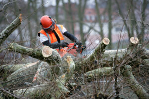 A tree service worker in safety gear using a chainsaw to cut large branches on the ground for Alex's Tree Services in Seattle, WA.
