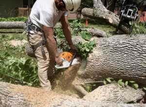 A worker using a chainsaw to cut a large fallen tree trunk into manageable pieces for BA Robinson Tree Service in Saint George, UT.