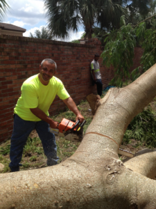 A tree service worker using a chainsaw to cut a large fallen tree trunk for Right Cut Tree in Orlando, FL.