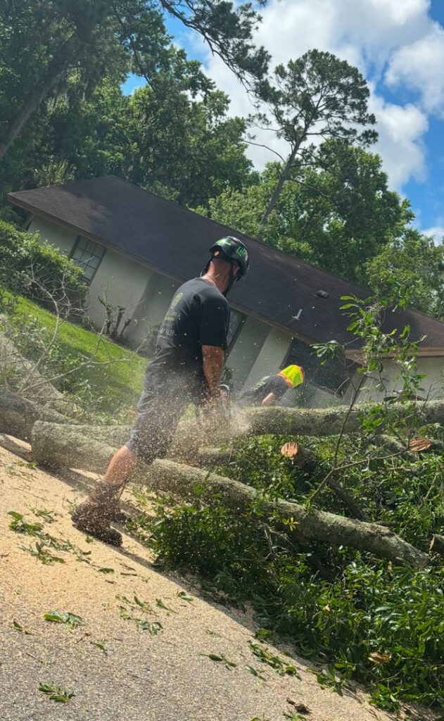 A worker using a chainsaw to cut a fallen tree trunk into manageable pieces, demonstrating tree removal by Souza & Son's Tree Service in Jacksonville, FL.