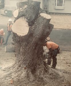 A worker using a chainsaw to cut a large tree stump during removal services by TW Tree Service in Lewiston, ID.