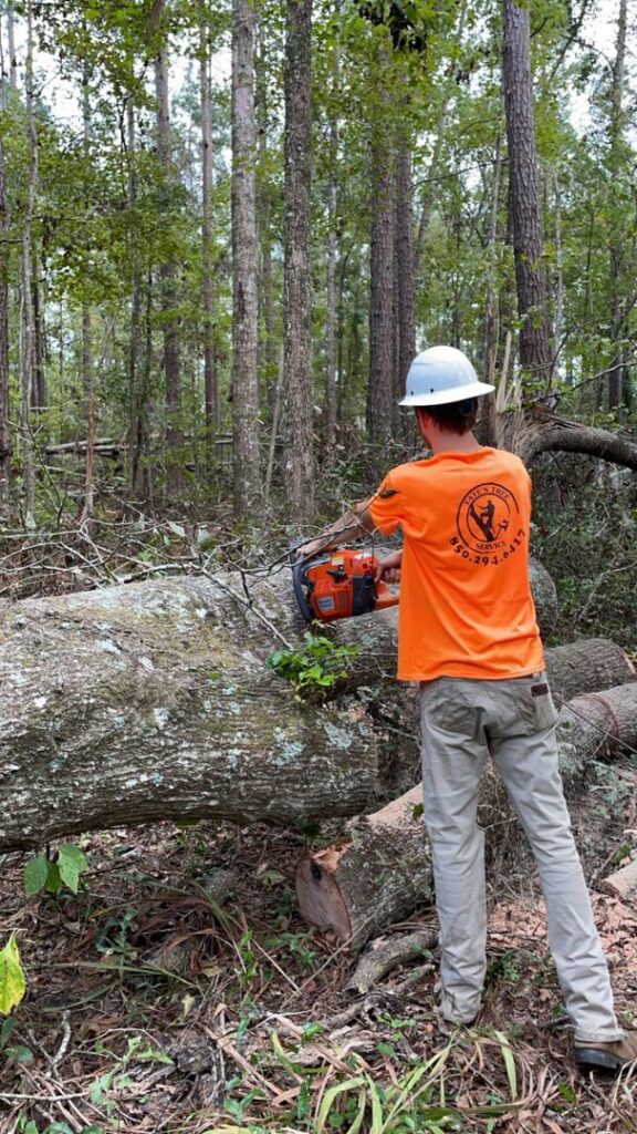 A worker in safety gear using a chainsaw to cut a large fallen tree for Tates Tree Service in Shalimar, FL.