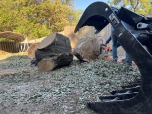 A tree service worker using a chainsaw to cut large tree logs, with a Kubota loader, for Liberty Tree in Fort Smith, AR.