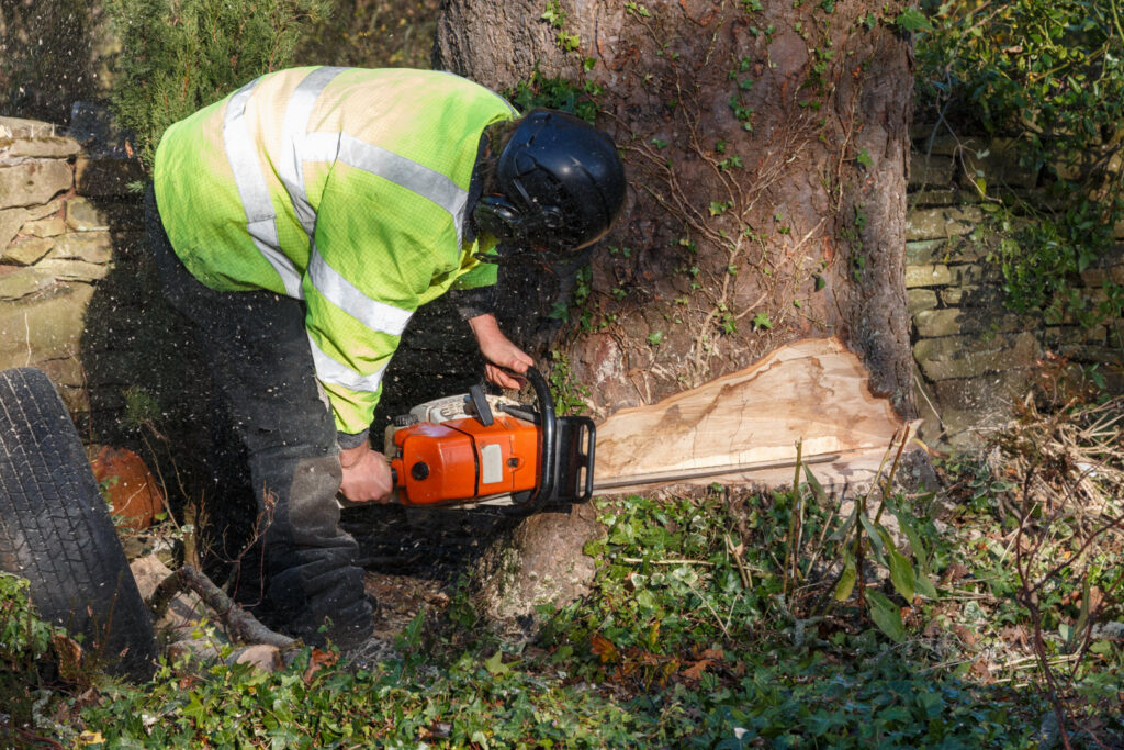 A tree service worker in high-visibility gear using a chainsaw to cut the base of a tree for Alex's Tree Services in Seattle, WA.