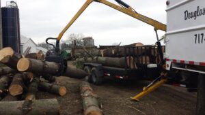 A worker using a chainsaw to cut a large tree trunk on the ground for Douglas Tree & Property Service in Lancaster, PA.