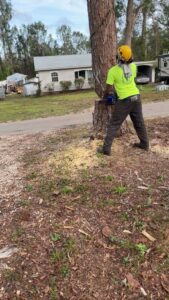A worker in safety gear using a chainsaw to cut a tree trunk at Tates Tree Service in Shalimar, FL.