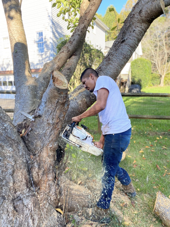A tree service worker using a chainsaw to cut a tree trunk at ground level for Ventura Tree Services in High Point, NC