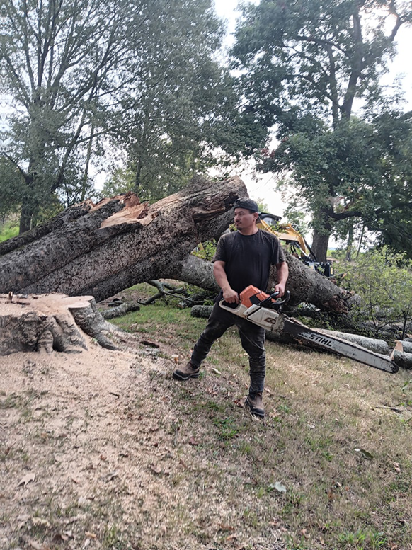 A worker holding a chainsaw next to a large fallen tree and stump, indicating tree removal by Monterroso tree service in Little Rock, AR.