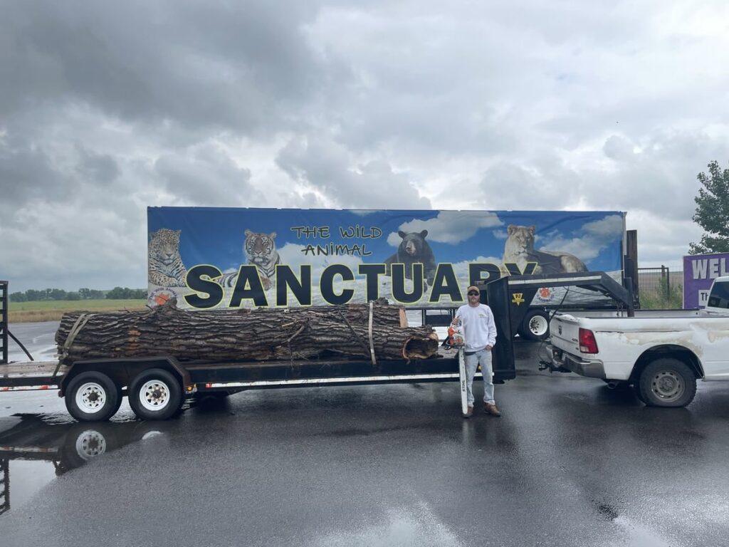 A tree service worker holding a chainsaw next to a large log on a trailer, ready for transport by Langley's Tree Specialist in Greeley, CO.