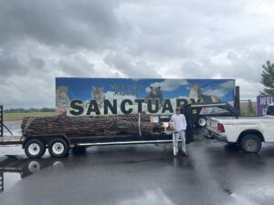 A tree service worker holding a chainsaw next to a large log on a trailer, ready for transport by Langley's Tree Specialist in Greeley, CO.