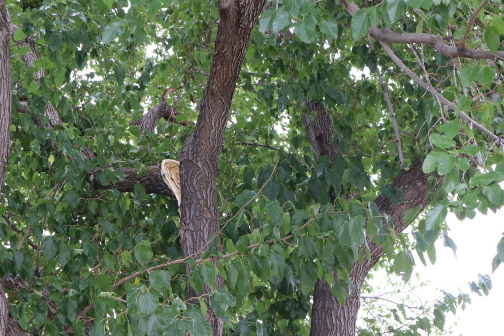 A tree service worker using a chainsaw to cut a large tree stump for Golden Tree Service in Provo, UT.