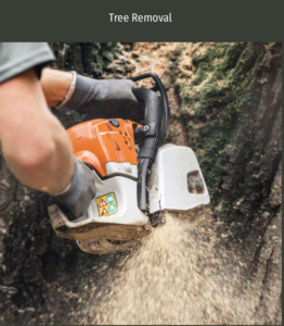 A worker using a chainsaw to perform tree removal services for Green Land Tree services in Knoxville, TN