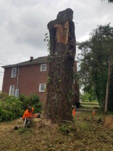 A worker using a chainsaw to cut the base of a tall tree trunk for Middle Tennessee Tree Service in Cookeville, TN.