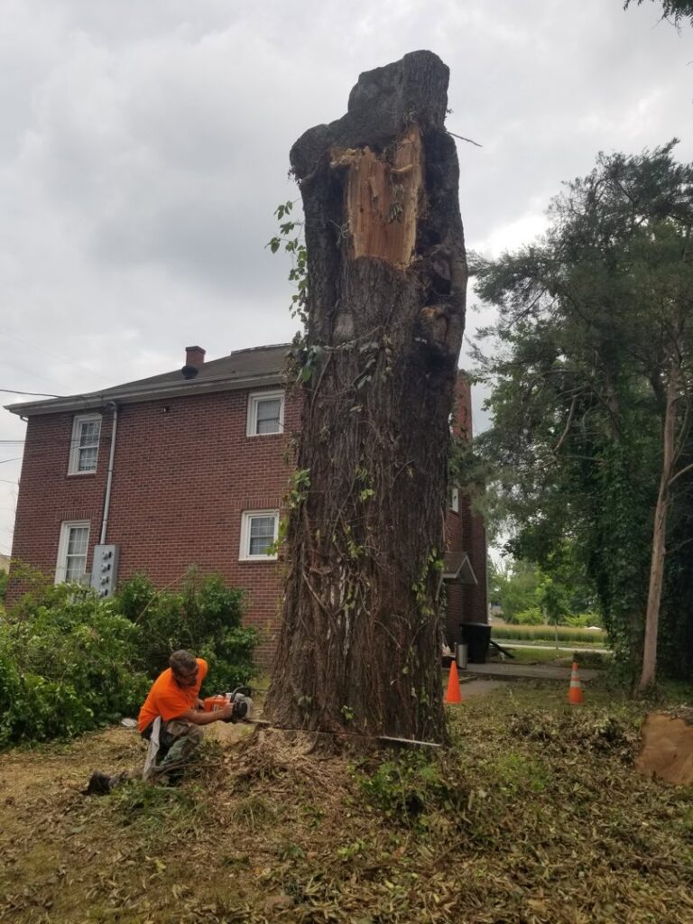 A worker using a chainsaw to cut the base of a tall tree trunk for Middle Tennessee Tree Service in Cookeville, TN.