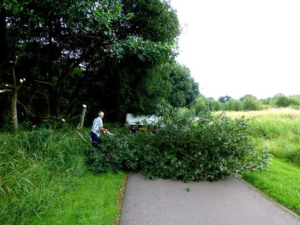 A worker using a chainsaw to cut fallen tree branches after a tree removal service by Corpus Christi Tree Care in Corpus Christi, TX.