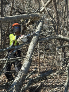 An Ox Tree worker using a chainsaw to cut a fallen tree branch in a wooded area in Birmingham, AL.