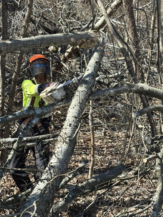 An Ox Tree worker using a chainsaw to cut a fallen tree branch in a wooded area in Birmingham, AL.